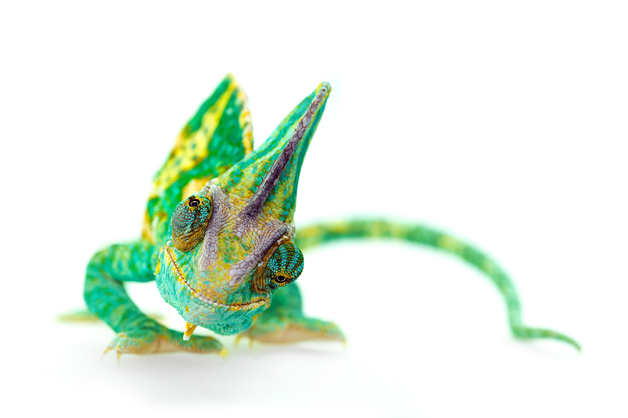 A Chameleon Isolated on White